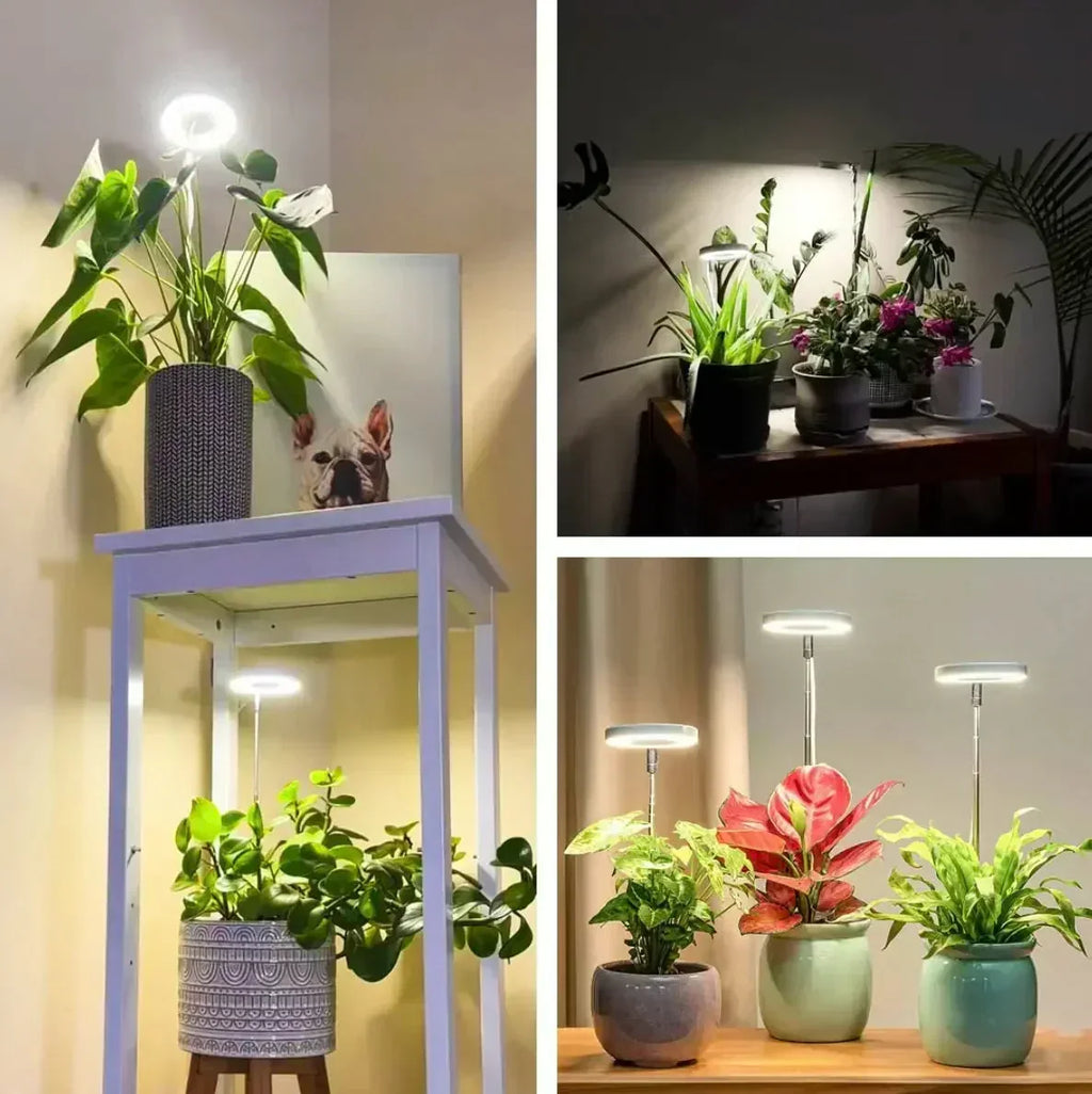 LED-Pflanzenlampe mit Timer für Zimmerpflanzen